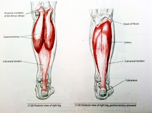 Calf Muscle Anatomy - http://www.keyaspectscoaching.com/wp-content/uploads/2011/03/calf-muscle-stretches-to-improve-snowboarding.jpg