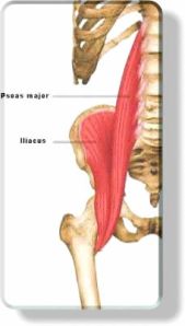 Iliopsoas Anatomy Reference Picture - http://www.criticalbench.com/muscles/hip-flexors-muscles.jpg