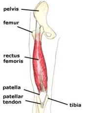  Rectus Femoris Anatomy Reference Pictures - http://www.higher-faster-sports.com/images/rectus-femoris.jpg