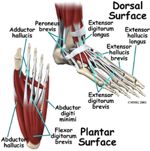 foot_anatomy_muscles01