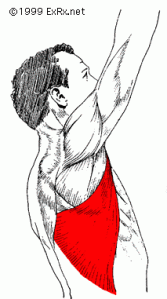 Latissimus Dorsi Muscle  