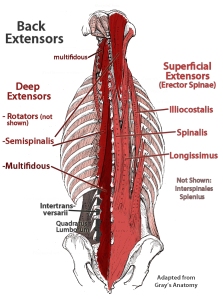 Lower Back Extensor Anatomy - Multifidus and Errector Spinae Shown http://fixtheneck.com/wordpress/wp-content/uploads/2012/07/backextensors.jpg