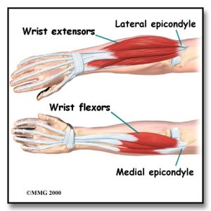 Forearm/Wrist Anatomy Reference Picture  http://1.bp.blogspot.com/-8VRJvVrRWK4/TwW-mjqPk_I/AAAAAAAALaY/YIApfiuHj8Q/s1600/elbow-forearm-anatomy.jpg