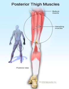 Hamstring Muscles Anatomy http://images.medicinenet.com/images/illustrations/hamstring_muscles.jpg